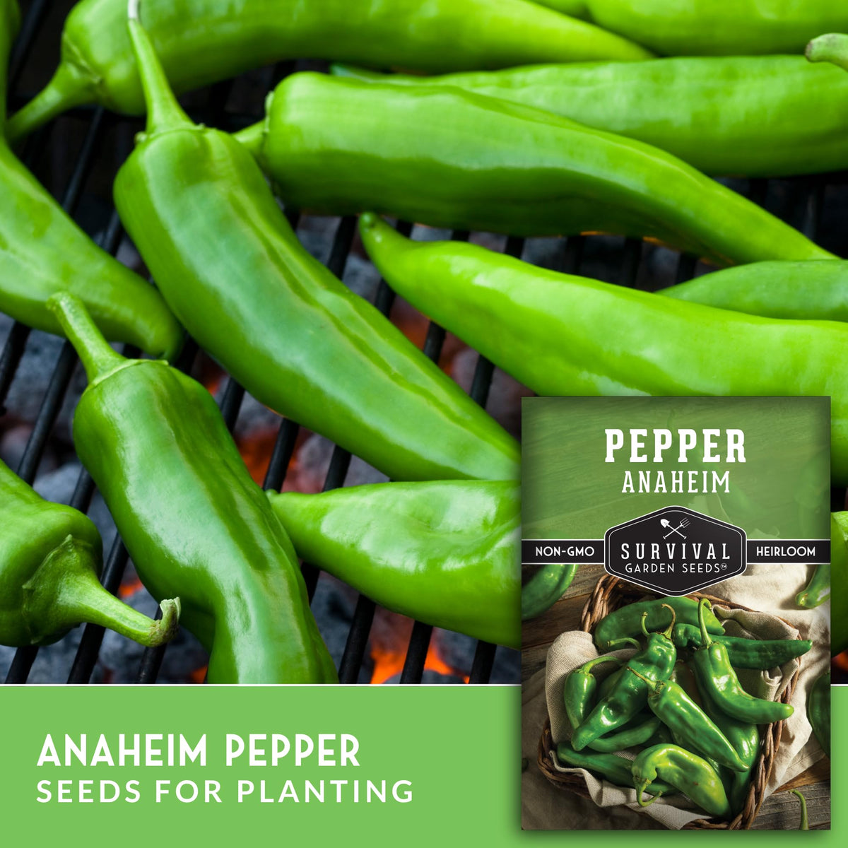Young Anaheim chili plant seedling from Survival Garden Seeds ready for garden
