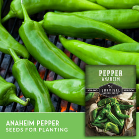 Young Anaheim chili plant seedling from Survival Garden Seeds ready for garden