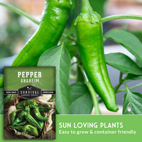 Anaheim green peppers on the plant, ready for harvest from Survival Garden Seeds