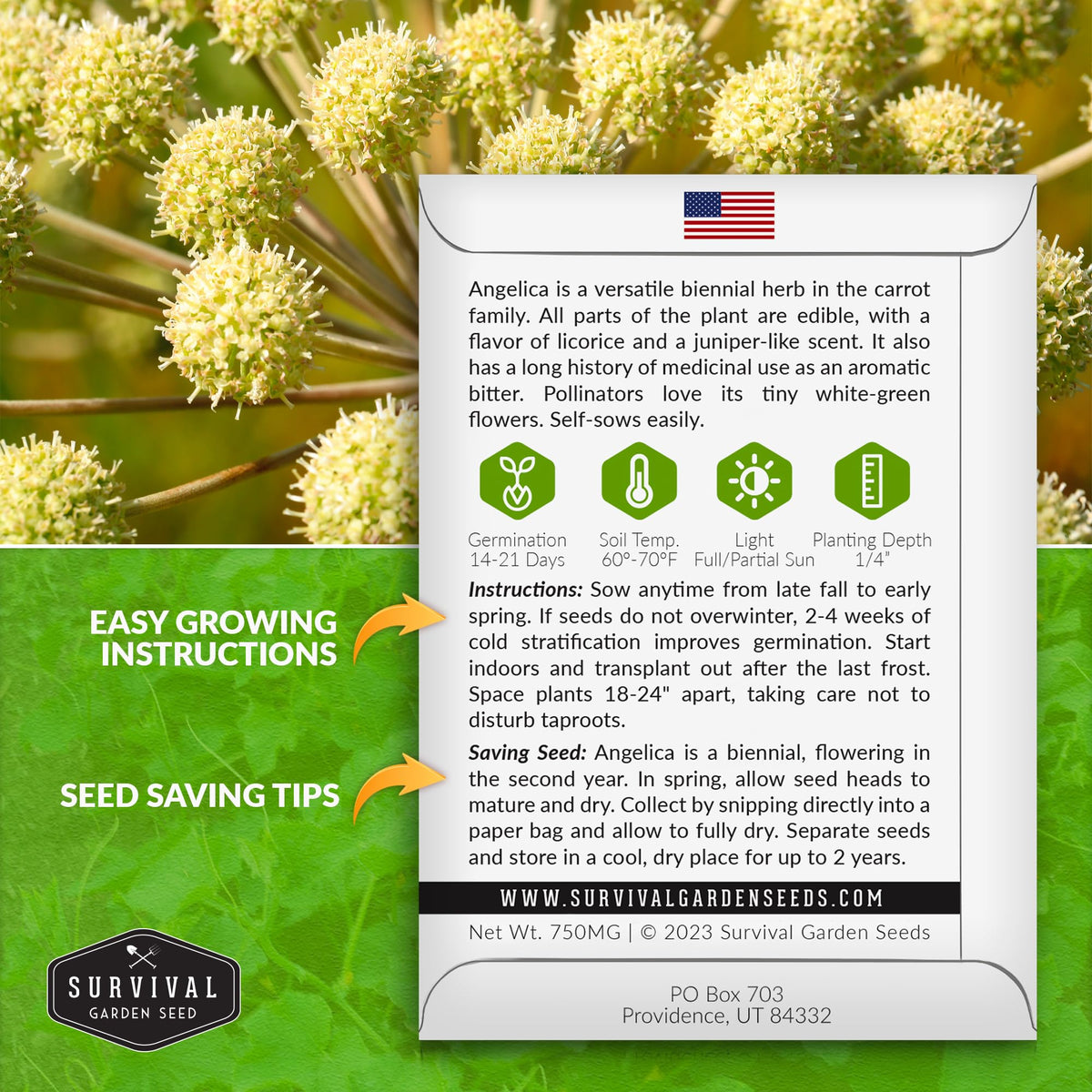 Survival Garden Seeds angelica seedling emerging in soil ready for fresh harvests