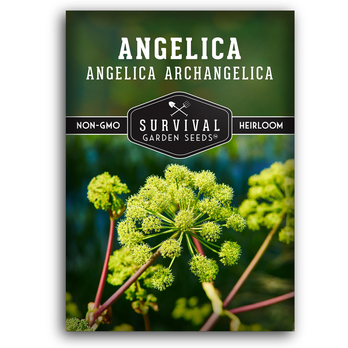 Survival Garden Seeds angelica seeds pack for herbal teas and cooking