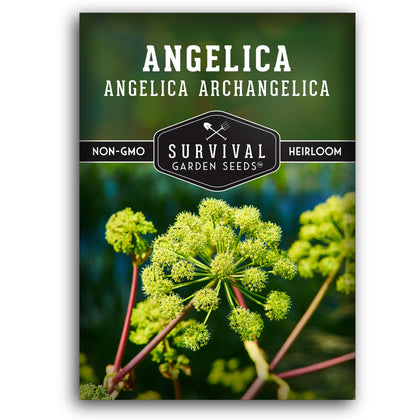 Survival Garden Seeds angelica seeds pack for herbal teas and cooking
