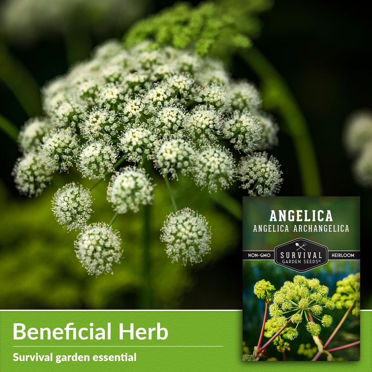 Survival Garden Seeds angelica white flower clusters attract pollinators