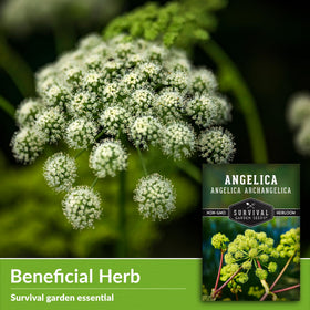 Survival Garden Seeds angelica white flower clusters attract pollinators