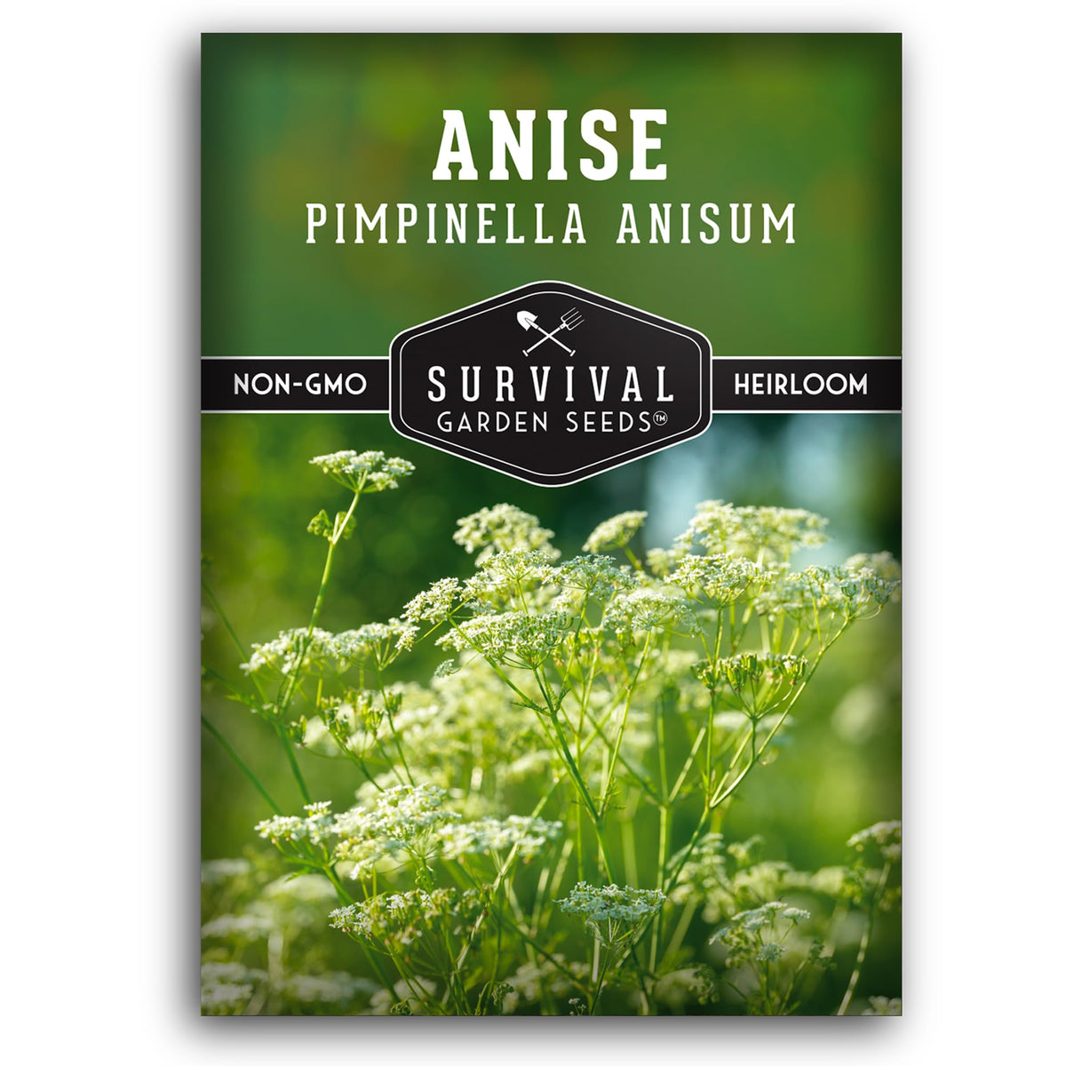 Survival Garden Seeds Anise foliage in sunlight highlighting fresh flavor notes.