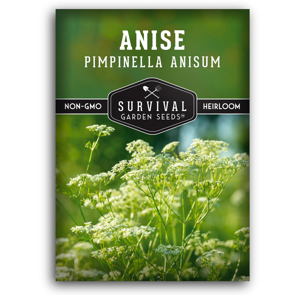 Survival Garden Seeds Anise foliage in sunlight highlighting fresh flavor notes.