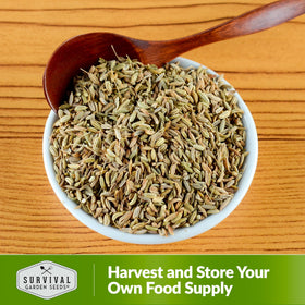 Survival Garden Seeds Anise harvest-ready seeds enable seed saving and reuse.