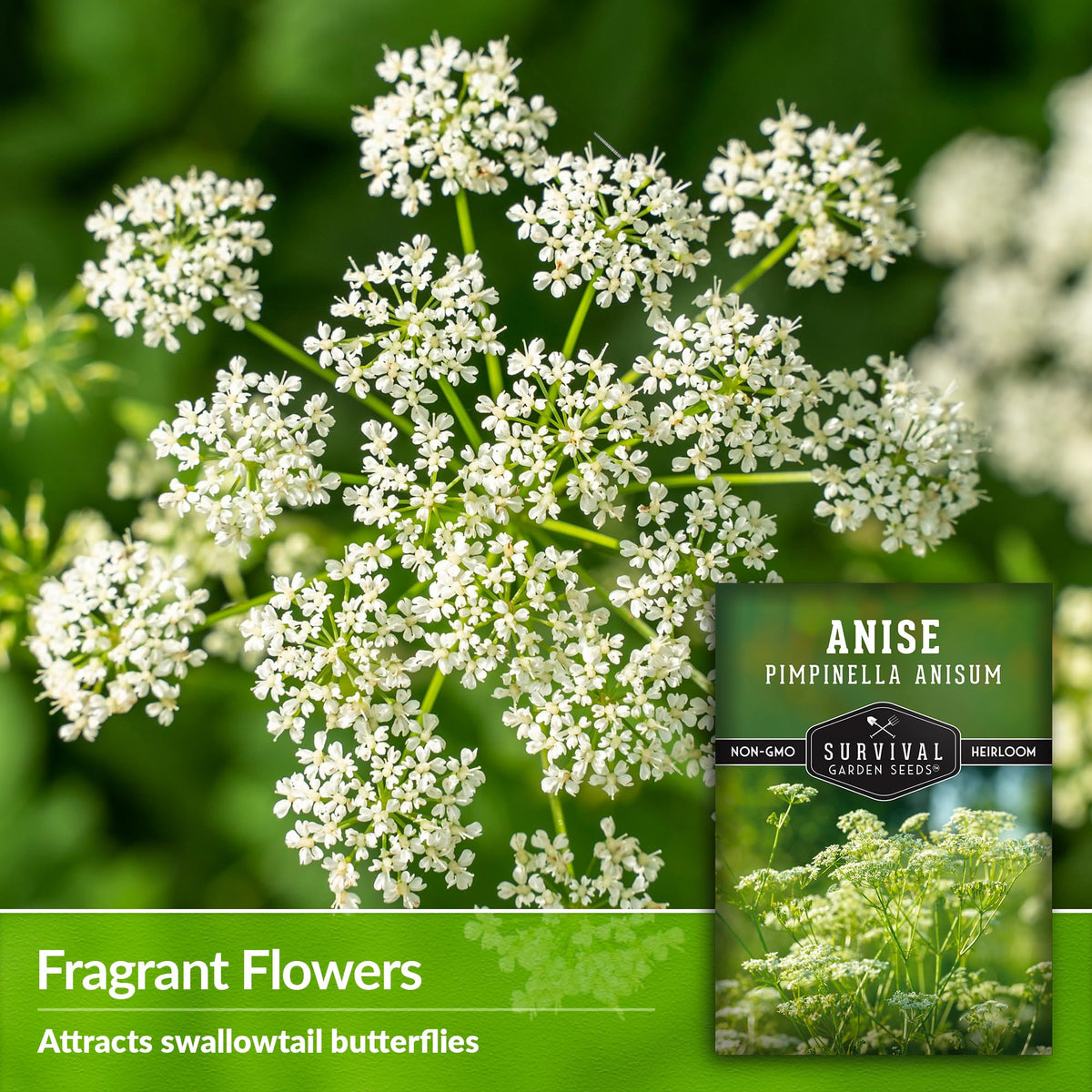 Survival Garden Seeds Anise direct sow in soil for a ready harvest.