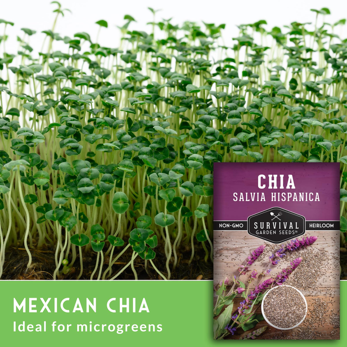 Survival Garden Seeds annual chia thriving in full sun and heat