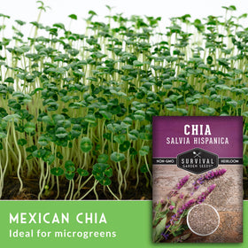 Survival Garden Seeds annual chia thriving in full sun and heat