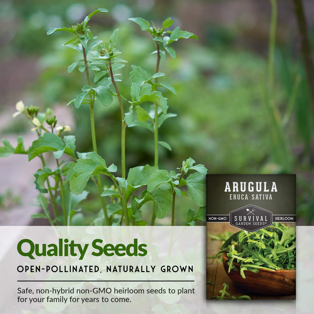 Survival Garden Seeds arugula harvest leaves ready to add peppery flavor to salads.