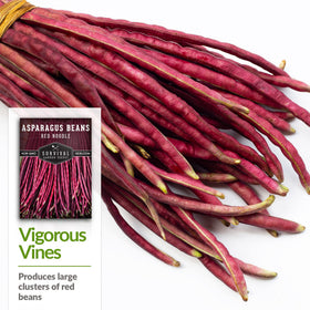 SURVIVAL GARDEN SEEDS red-yardlong-bean close-up highlighting slender tender pods for picking early.
