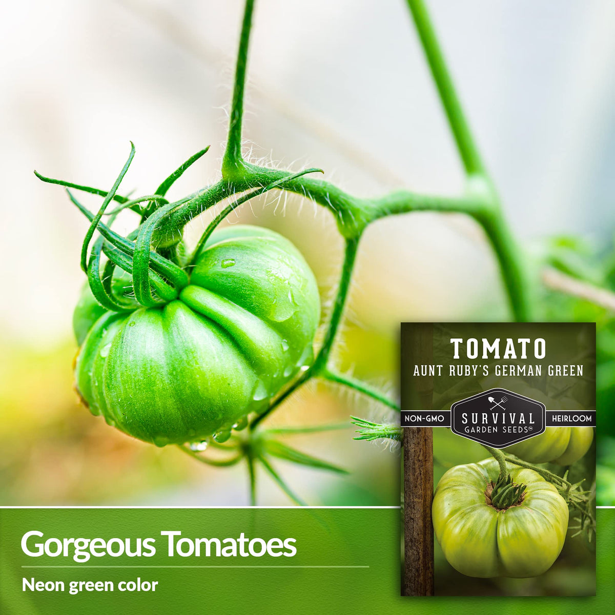 Survival Garden Seeds Aunt Ruby's German Green tomato sliced for fresh salads and salsas.