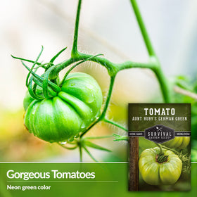 Survival Garden Seeds Aunt Ruby's German Green tomato sliced for fresh salads and salsas.