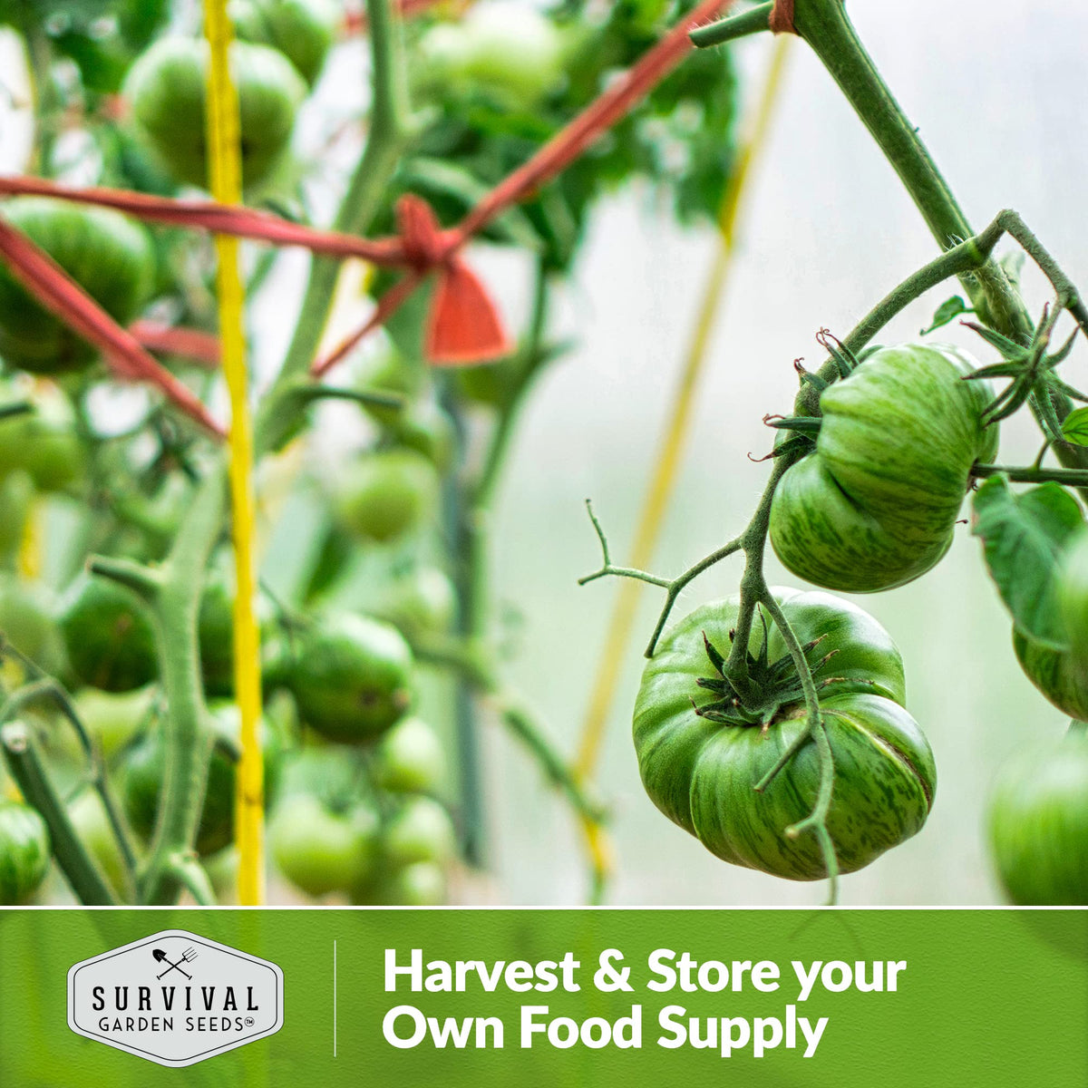 Survival Garden Seeds Aunt Ruby's German Green tomatoes on sturdy trellised vines, easy to support.