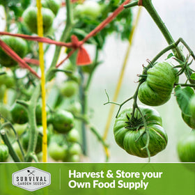 Survival Garden Seeds Aunt Ruby's German Green tomatoes on sturdy trellised vines, easy to support.