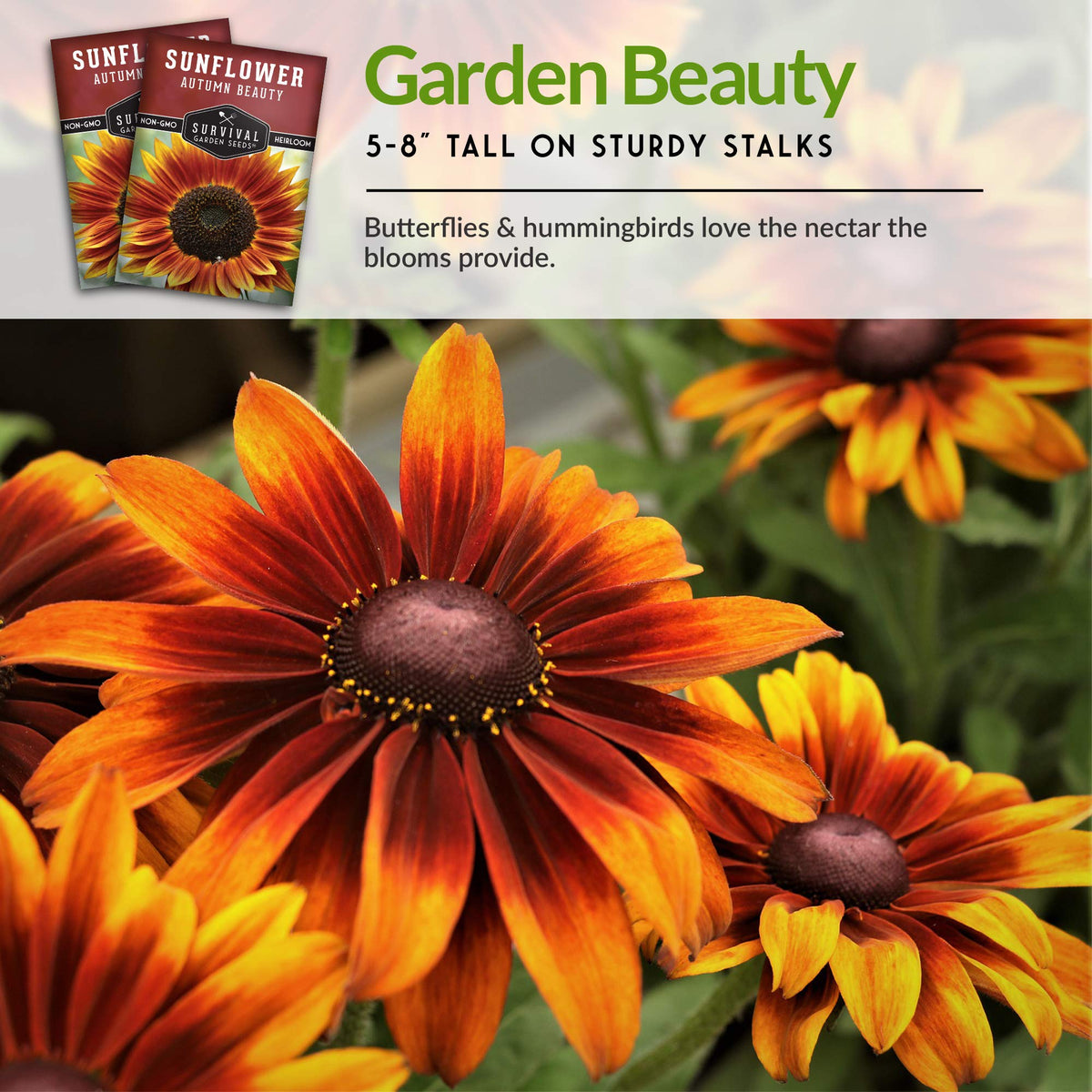 Survival Garden Seeds Autumn Beauty sunflower 6-8 inch flowers per stem ideal for cut arrangements