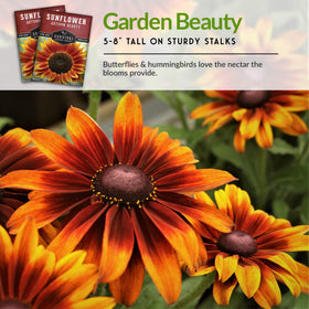 Survival Garden Seeds Autumn Beauty sunflower 6-8 inch flowers per stem ideal for cut arrangements
