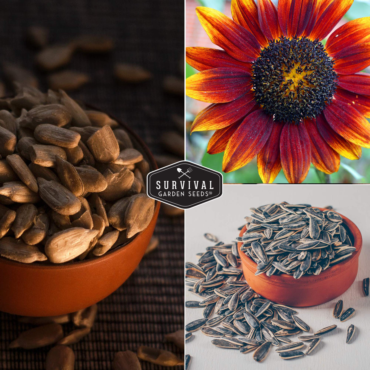 Survival Garden Seeds Autumn Beauty sunflower branching stem supports a lush display