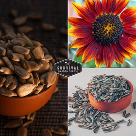 Survival Garden Seeds Autumn Beauty sunflower branching stem supports a lush display