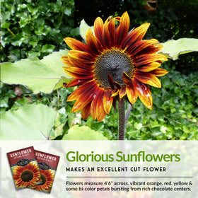 Survival Garden Seeds Autumn Beauty sunflower burgundy bloom brings dramatic color to sunny borders