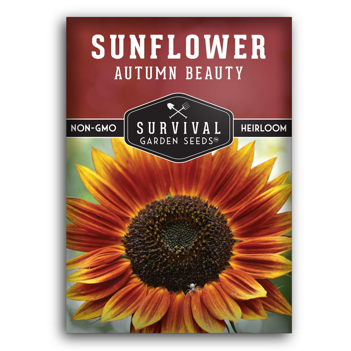Survival Garden Seeds Autumn Beauty sunflower gold bloom for vibrant garden displays and bouquets