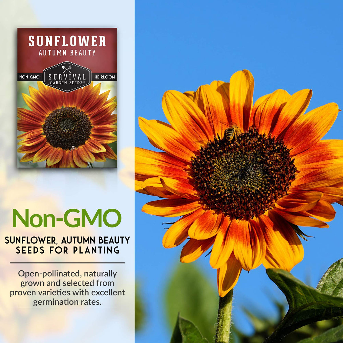 Survival Garden Seeds Autumn Beauty sunflower orange bloom adds warm hues to beds and bouquets