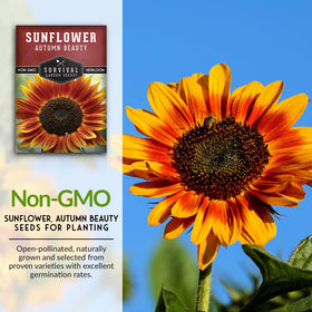 Survival Garden Seeds Autumn Beauty sunflower orange bloom adds warm hues to beds and bouquets