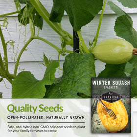 SURVIVAL GARDEN SEEDS backyard spaghetti squash plants thriving in sun.