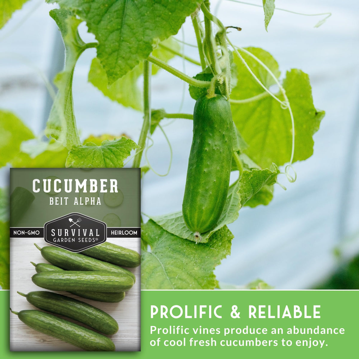 Beit Alpha cucumber growing in a container garden