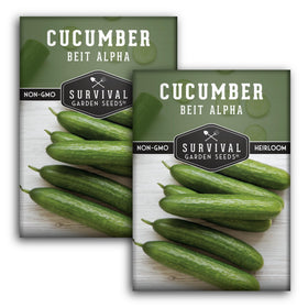 Beit Alpha cucumber on the vine by SURVIVAL GARDEN SEEDS for crisp harvest