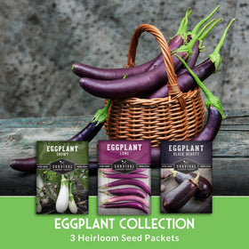 Survival Garden Seeds Black Beauty Eggplant fruit with glossy purple skin