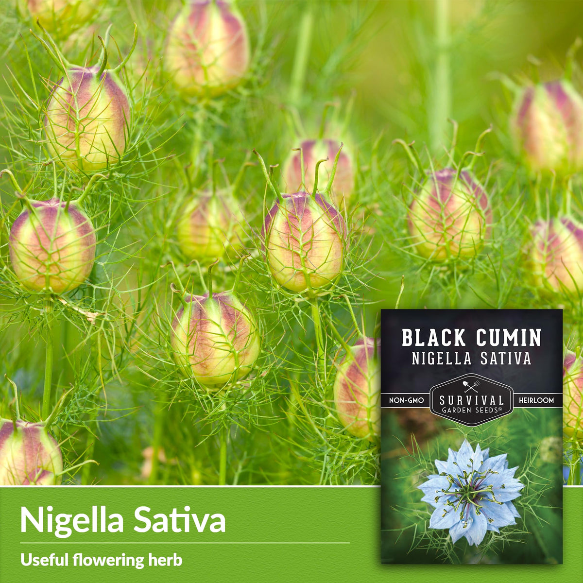 SURVIVAL GARDEN SEEDS black cumin seed pods form after bloom, ready for harvest.
