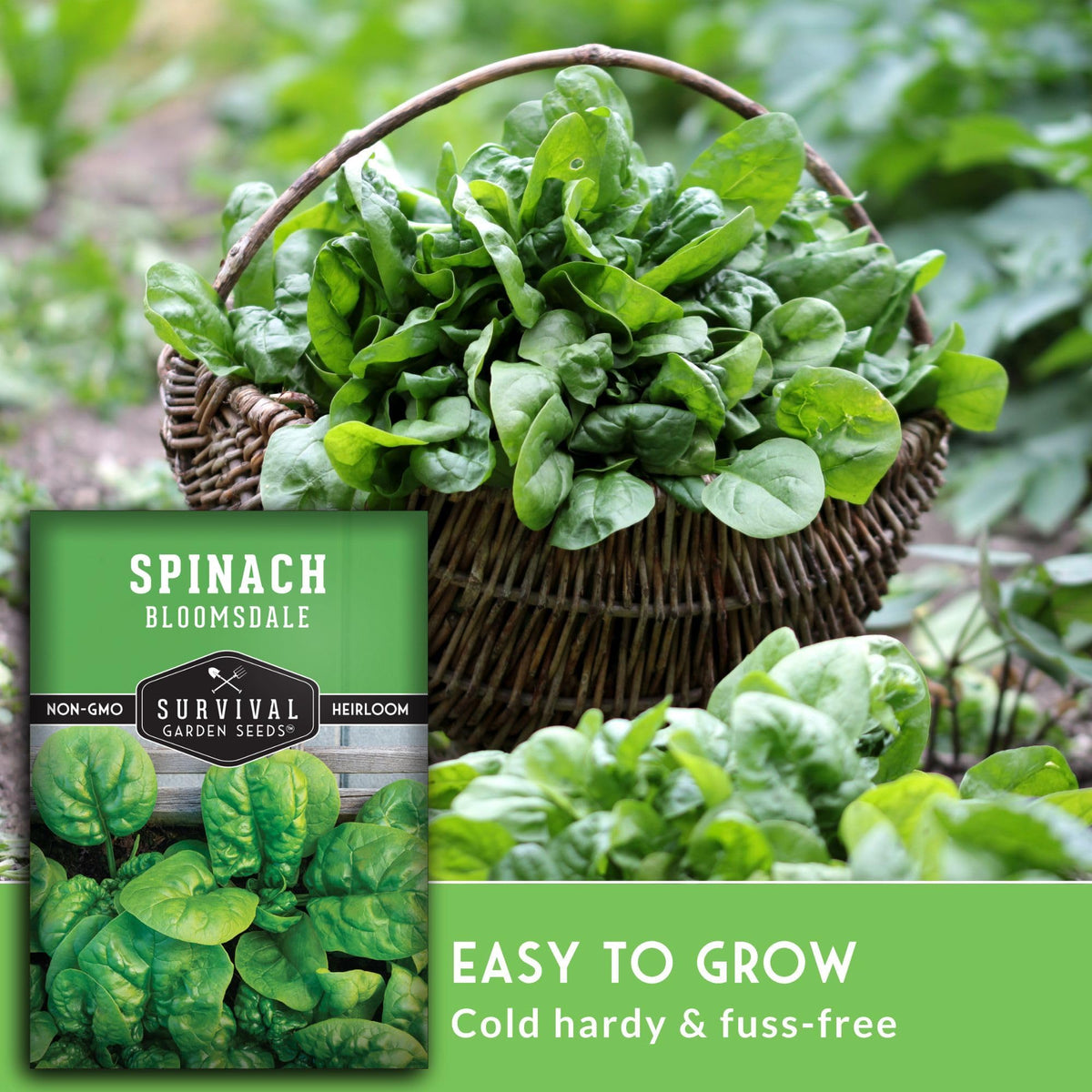 SURVIVAL GARDEN SEEDS Bloomsdale full-size leaves ideal for hearty winter stews.