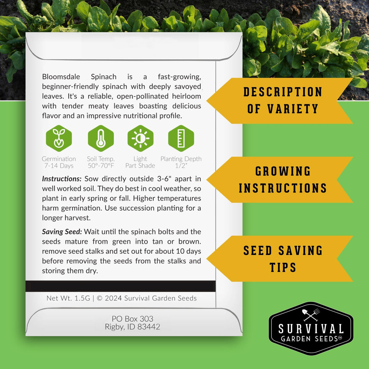 Survival Garden Seeds Bloomsdale spinach plants in raised bed show healthy growth.