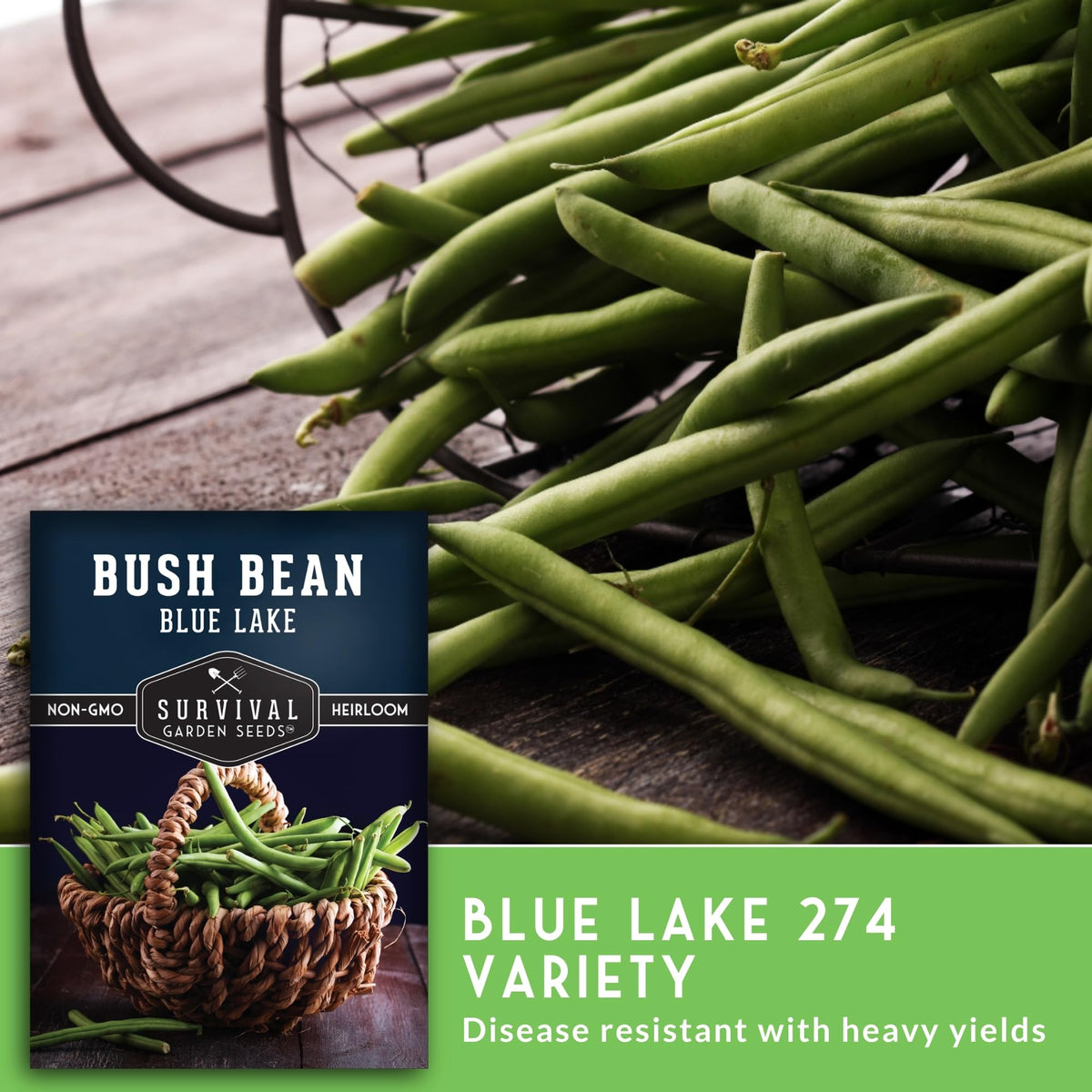 Blue Lake 274 strings-free pods ready for harvest