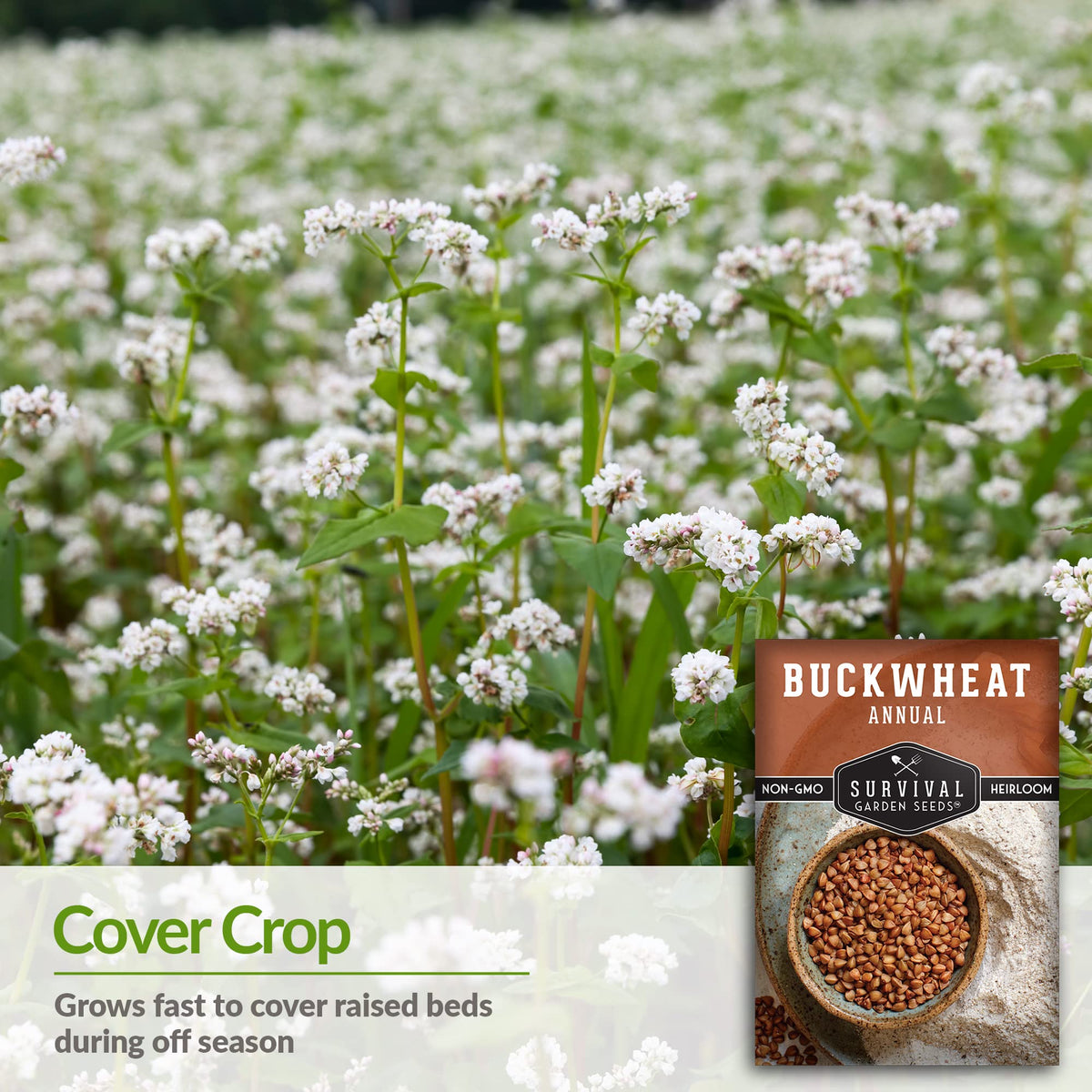 Survival Garden Seeds buckwheat cover crop thriving in a garden bed
