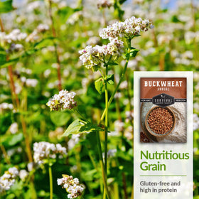 Survival Garden Seeds buckwheat grains close-up for cooking and soil benefits