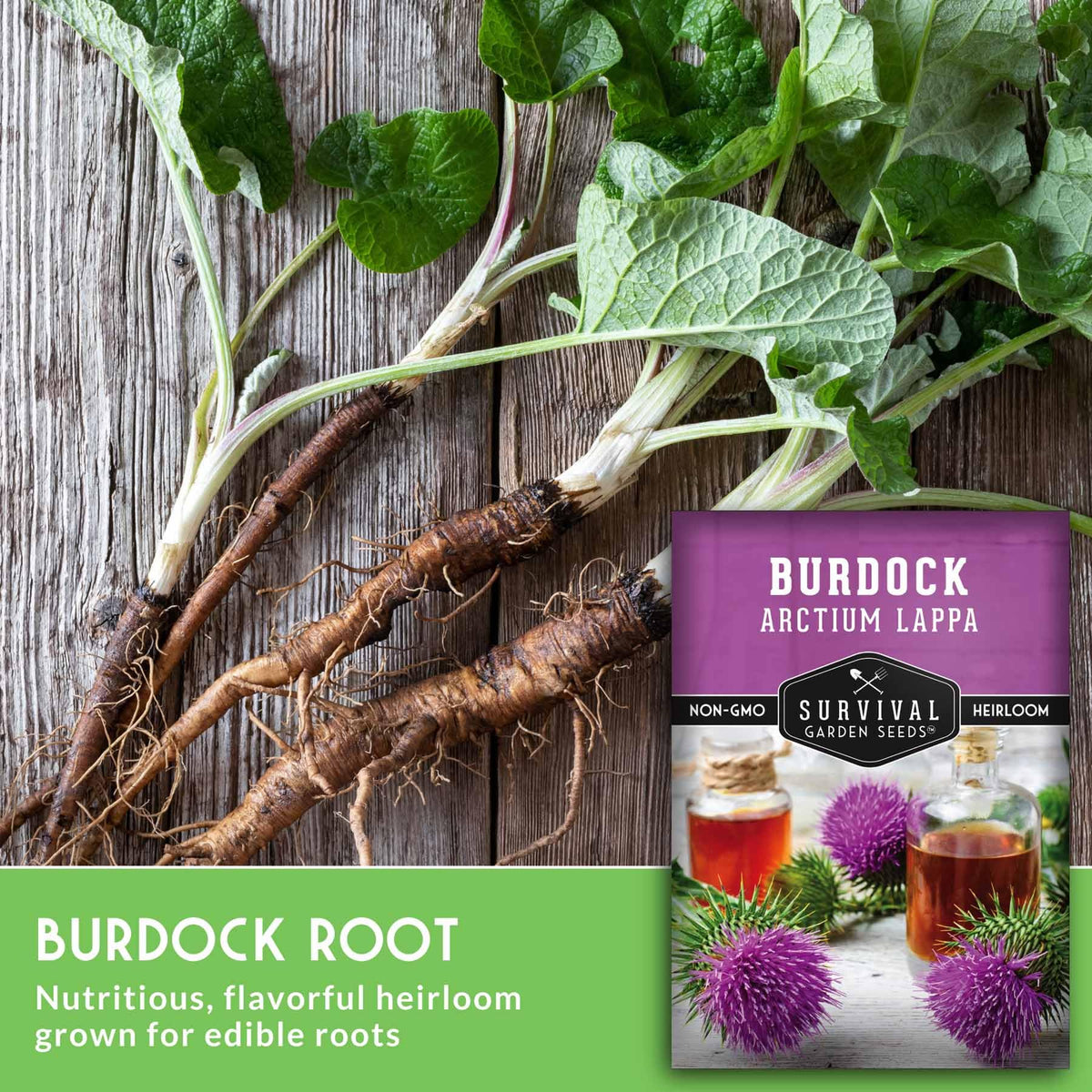 SURVIVAL GARDEN SEEDS burdock root harvest ready for storage.
