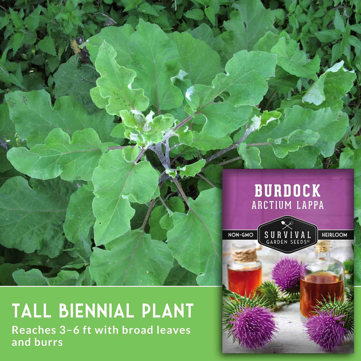 SURVIVAL GARDEN SEEDS burdock root roasted for earthy flavor.