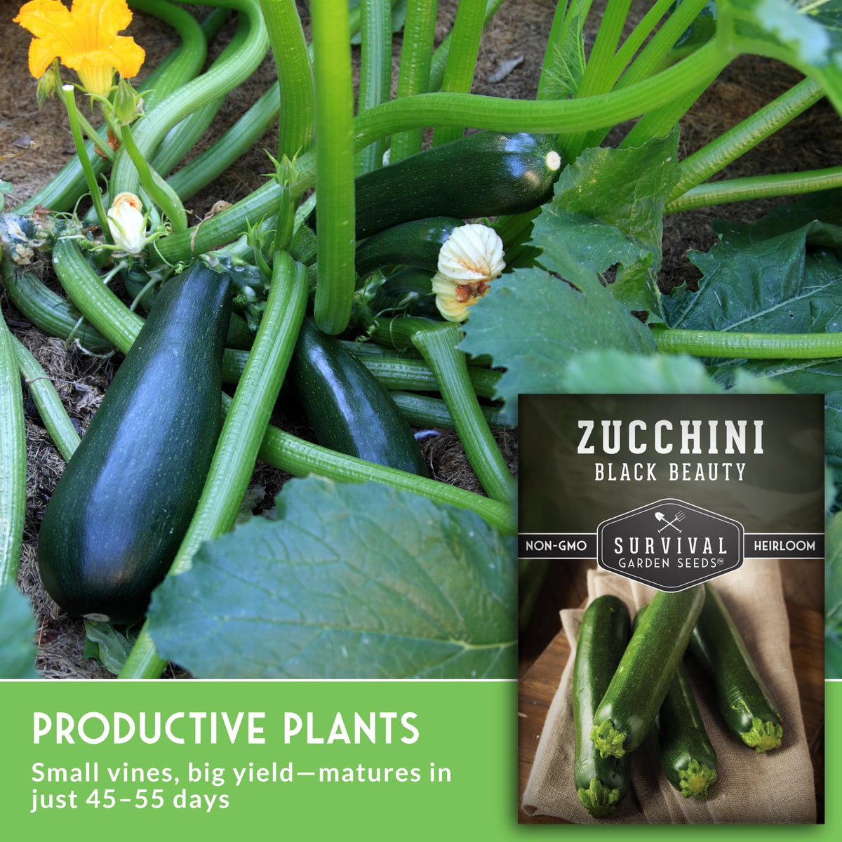 Bush habit zucchini plant demonstrating easy management in raised beds.