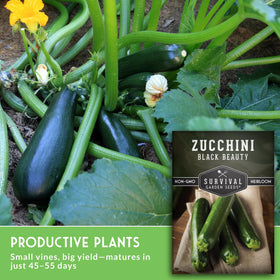 Bush habit zucchini plant demonstrating easy management in raised beds.