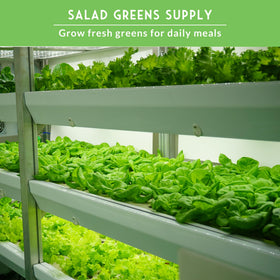 SURVIVAL GARDEN SEEDS Buttercrunch lettuce seed pack, crisp texture for fresh indoor salads