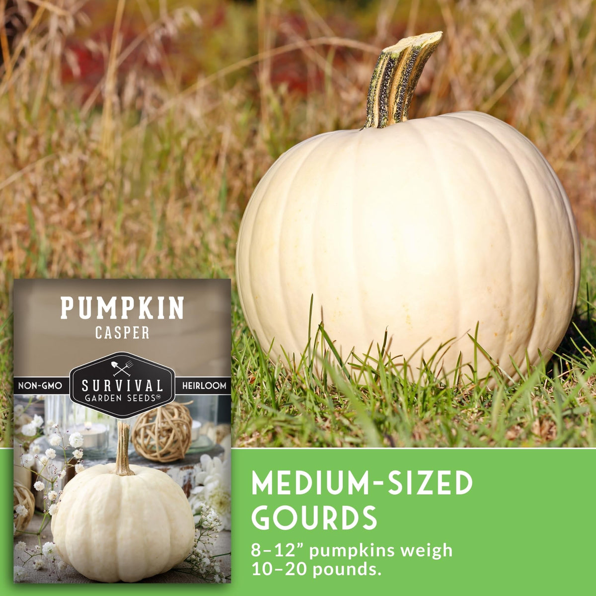 Hardy vines thrive in full sun, delivering dependable Casper pumpkins.