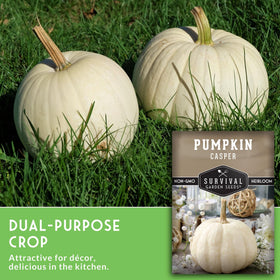 Casper white pumpkins yield sweet flesh for pies and roasting.
