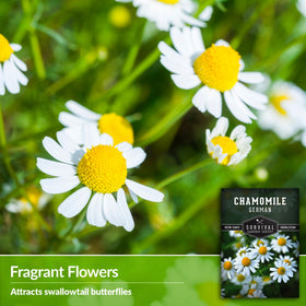 Survival Garden Seeds chamomile drying for tea and home blends.