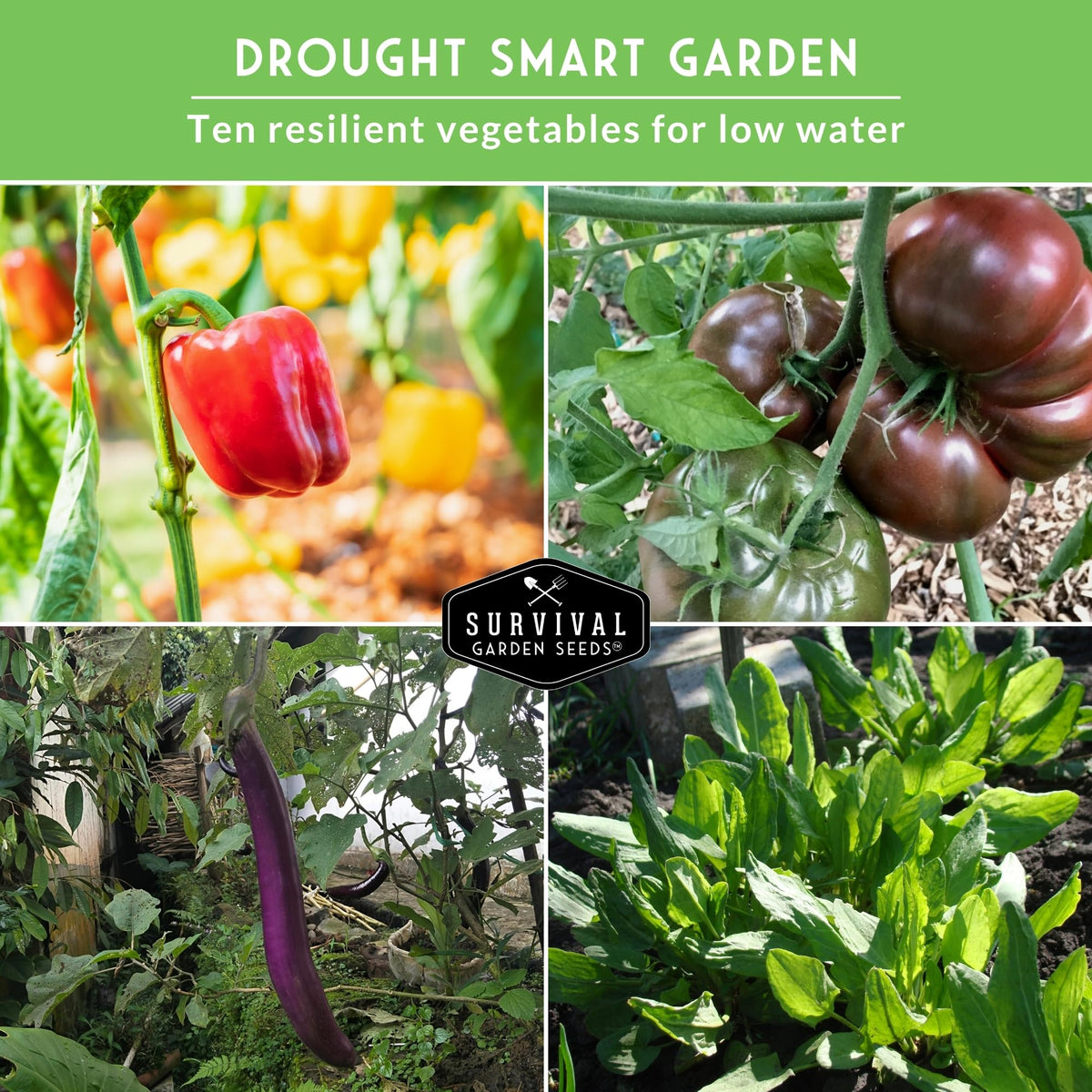 Cherokee Purple Tomato from Survival Garden Seeds flavorful warm-season yields.