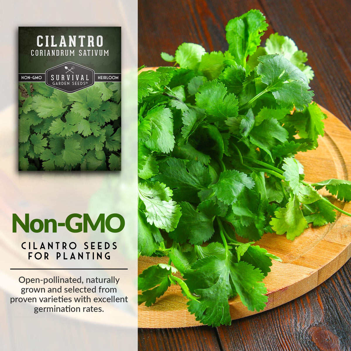Indoor cilantro thriving in a sunny windowsill using SURVIVAL GARDEN SEEDS.