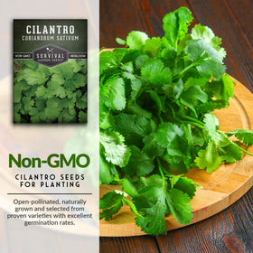Indoor cilantro thriving in a sunny windowsill using SURVIVAL GARDEN SEEDS.