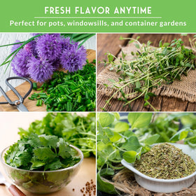 SURVIVAL GARDEN SEEDS cilantro leaves for flavorful salsas and salads indoors